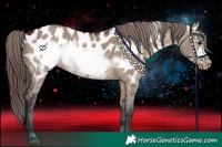 Horse Color:Brown Dun Frame Appaloosa 