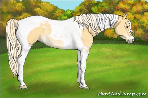Horse Color:Palomino Tobiano