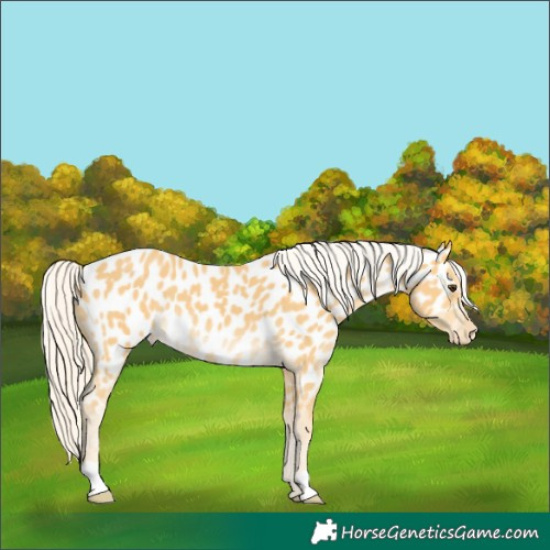 Horse Color:Palomino Near Leopard 