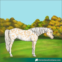 Horse Color:Palomino Near Leopard 
