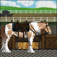 Horse Color:Gray White Spotted Buckskin Pearl Rabicano