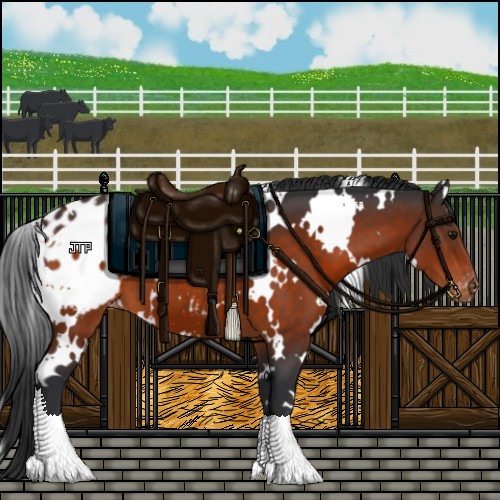 Horse Color:White Spotted Brown Appaloosa 