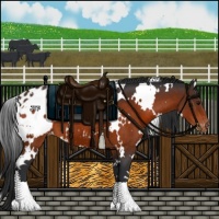 Horse Color:White Spotted Brown Appaloosa 