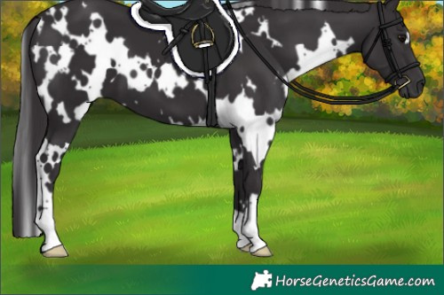 Horse Color:White Spotted Smoky Black 