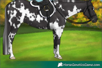 Horse Color:White Spotted Smoky Black