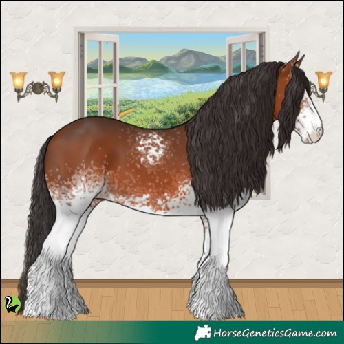 Horse Color:White Spotted Bay