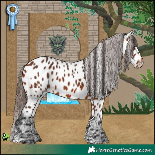 Horse Color:Bay Appaloosa 