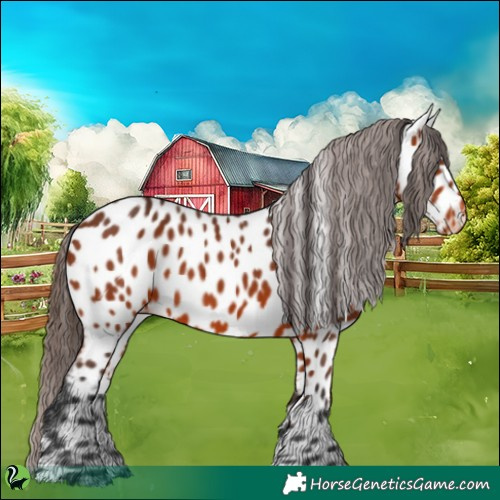 Horse Color:Bay Appaloosa 