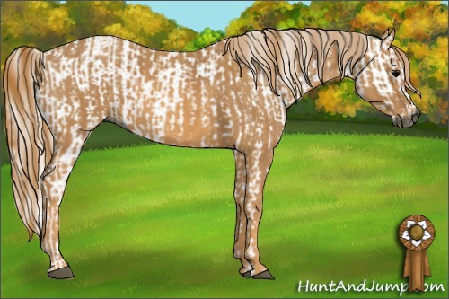 Horse Color:Gray White Spotted Black  Brindle
