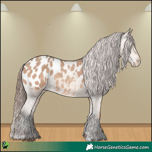 Horse Color:Sable Champagne Appaloosa 