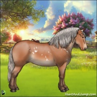 Horse Color:White Spotted Silver Bay 
