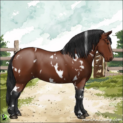 Horse Color:White Spotted Bay 