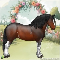 Horse Color:White Spotted Brown 