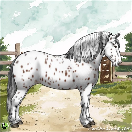 Horse Color:White Spotted Brown Leopard