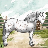 Horse Color:White Spotted Brown Appaloosa 
