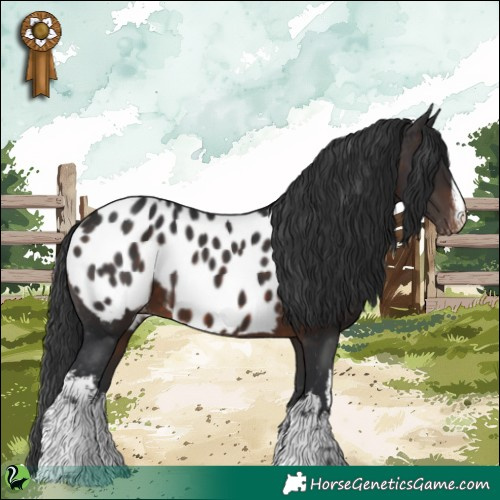 Horse Color:White Spotted Brown Appaloosa 