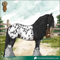 Horse Color:White Spotted Brown Appaloosa 