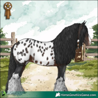 Horse Color:White Spotted Brown Appaloosa 