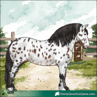Horse Color:Brown Appaloosa 