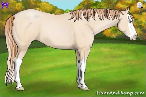 Horse Color:Buckskin Pearl Splash 