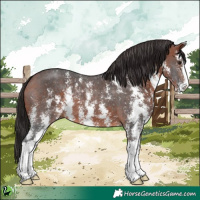 Horse Color:Bay Sabino 