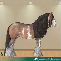 Horse Color:Bay Sabino 