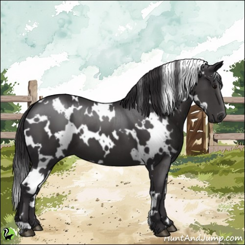 Horse Color:White Spotted Smoky Black 