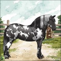 Horse Color:White Spotted Smoky Black 