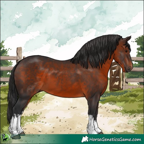 Horse Color:White Spotted Brown 