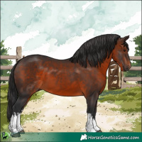 Horse Color:White Spotted Brown 