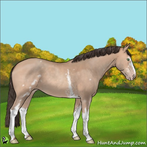 Horse Color:White Spotted Amber Champagne