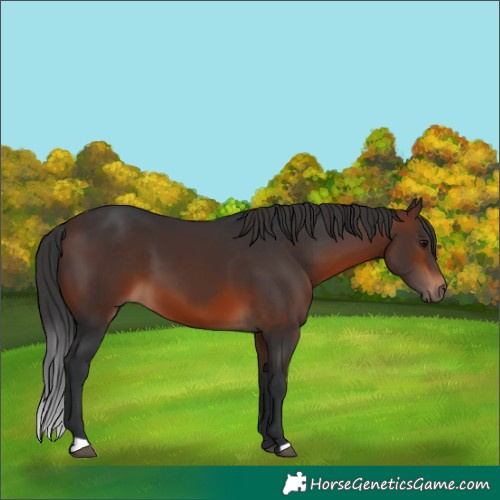 Horse Color:Brown 