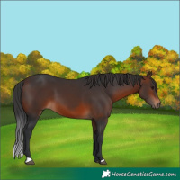 Horse Color:Brown 