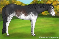 Horse Color:White Spotted Brown 