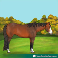 Horse Color:Bay Sabino 