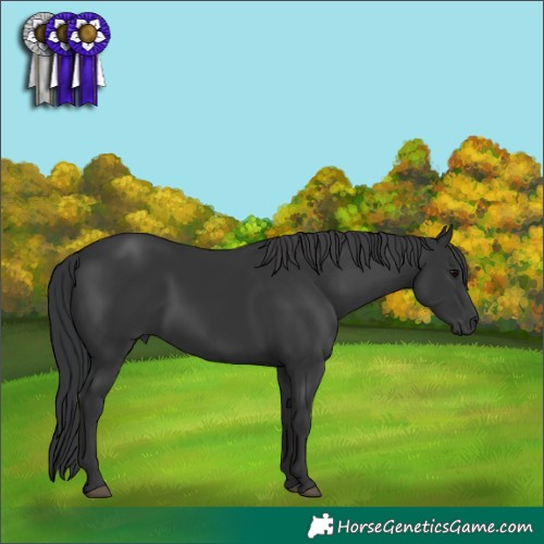Horse Color:Black 
