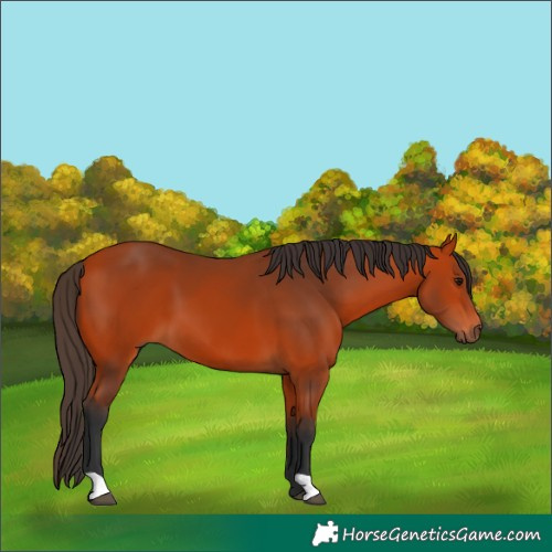 Horse Color:Bay 