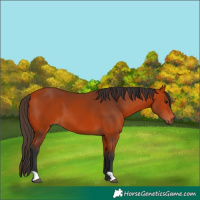 Horse Color:Bay 