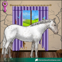 Horse Color:Silver Grullo Appaloosa 