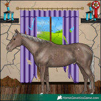 Horse Color:Silver Black Appaloosa 