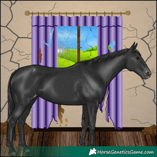 Horse Color:Black Appaloosa 