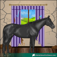 Horse Color:Black Appaloosa 