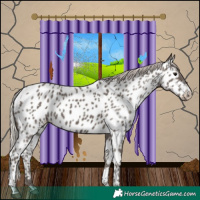 Horse Color:Silver Black Near Leopard