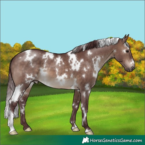 Horse Color:White Spotted Chocolate Brown Dun 