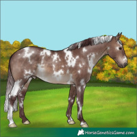 Horse Color:White Spotted Chocolate Brown Dun 