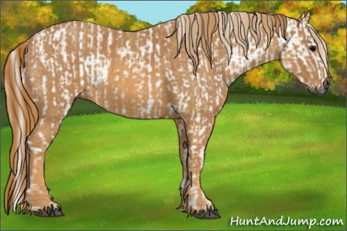 Horse Color:Gray White Spotted Black  Brindle