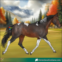 Horse Color:Brown Tobiano 