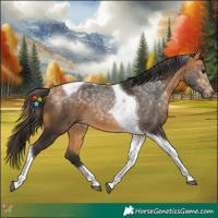Horse Color:Buckskin Tobiano 