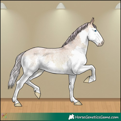 Horse Color:Watercolor Silver Amber Champagne Roan Splash 