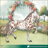 Horse Color:Chestnut Tobiano Appaloosa 